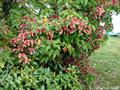  Shrimp plant